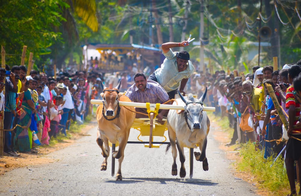 PONGAL